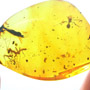 Rare Praying Mantis In Dominican Amber