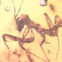 Rare Praying Mantis In Dominican Amber
