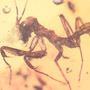 Rare Praying Mantis In Dominican Amber