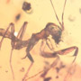 Rare Praying Mantis In Dominican Amber