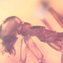 Rare Praying Mantis In Dominican Amber