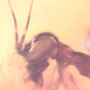 Rare Praying Mantis In Dominican Amber