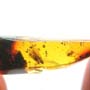 Rare Pseudoscorpion, Spider And Planthpper In Dominican Amber