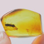 Rare Pseudoscorpion On The Abdomen Of Bark Beetle In Dominican Amber.
