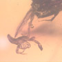 Rare Pseudoscorpion On The Abdomen Of Bark Beetle In Dominican Amber.