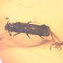 Rare Pseudoscorpion On The Abdomen Of Bark Beetle In Dominican Amber.