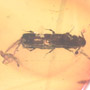 Rare Pseudoscorpion On The Abdomen Of Bark Beetle In Dominican Amber.