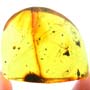 Rare Pseudoscorpion And Mammal Hair In Dominican Amber