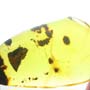 Rare Pseudoscorpion In Dominican Amber.
