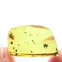 Rare Pseudoscorpion In Dominican Amber.