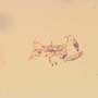 Rare Pseudoscorpion In Dominican Amber.