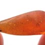 Rare Pseudoscorpion In Dominican Amber