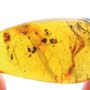 Rare Pseudoscorpion In Dominican Amber