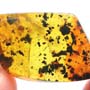 Rare Pseudoscorpion In Dominican Amber.