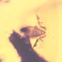 Rare Pseudoscorpion In Dominican Amber.