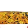 Rare Pseudoscorpion In Dominican Amber