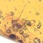 Rare Queen Ant In Dominican Amber