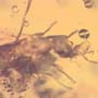 Rare Queen Ant In Dominican Amber