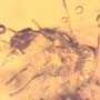 Rare Queen Ant In Dominican Amber