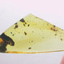 Rare Reptile Skin And Snail In Dominican Amber