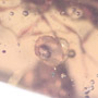 Rare Reptile Skin And Snail In Dominican Amber