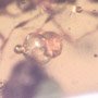 Rare Reptile Skin And Snail In Dominican Amber