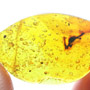 Rare Reptile Skin In Dominican Amber