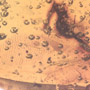 Rare Reptile Skin In Dominican Amber