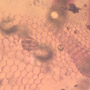 Rare Reptile Skin In Dominican Amber