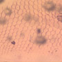 Rare Reptile Skin In Dominican Amber