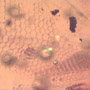 Rare Reptile Skin In Dominican Amber