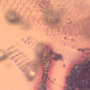 Rare Reptile Skin In Dominican Amber