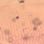 Rare Reptile Skin In Dominican Amber