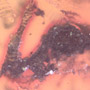 Rare Reptile Skin In Dominican Amber