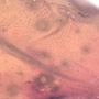Rare Reptile Skin In Dominican Amber