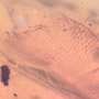 Rare Reptile Skin In Dominican Amber