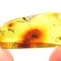 Rare Four Eggs And Scelionid Wasp In Dominican Amber.