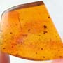 Rare Snail In Dominican Amber