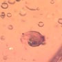 Rare Snail In Dominican Amber