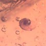 Rare Snail In Dominican Amber