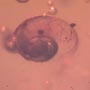 Rare Snail In Dominican Amber