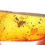 Rare Snail In Dominican Amber