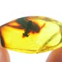 Rare Square Headed Ant And Cricket Ghost In Dominican Amber