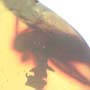 Rare Square Headed Ant And Cricket Ghost In Dominican Amber