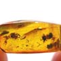 Rare Stingless Bee With Wasp On Its Head In Dominican Amber