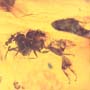 Rare Stingless Bee With Wasp On Its Head In Dominican Amber