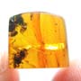 Rare Stingless Bee Riding On Another Stingless Bee And Two Stingless Bee In Dominican Amber