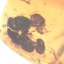 Rare Stingless Bee Riding On Another Stingless Bee And Two Stingless Bee In Dominican Amber