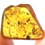 Rare Swarm Of Elongate Springtail And Beetle In Dominican Amber