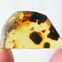 Rare Three Queen Ants Biting Mealy Bug In Dominican Amber